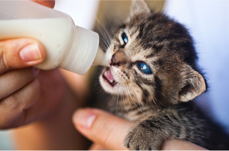 pexels emrah ayvali 1981111