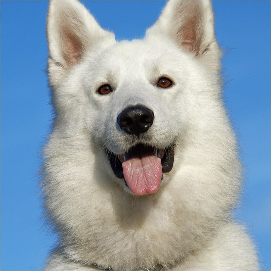 pexels pixabay 46505